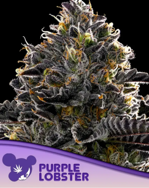 Samen 3x Purple Lobster feminisiert Anesia Seeds